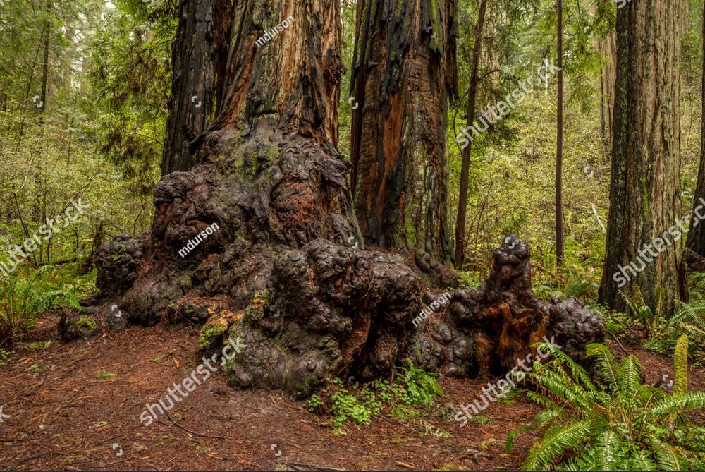 A massive old redwood trunk with a burled base, ferns covering the forest floor around it