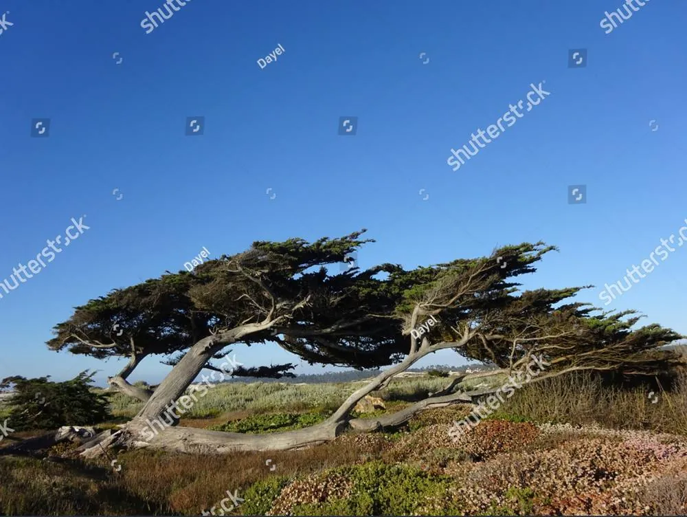 A wind-sculpted cypress leaning out over a coastal bluff under a clear blue sky