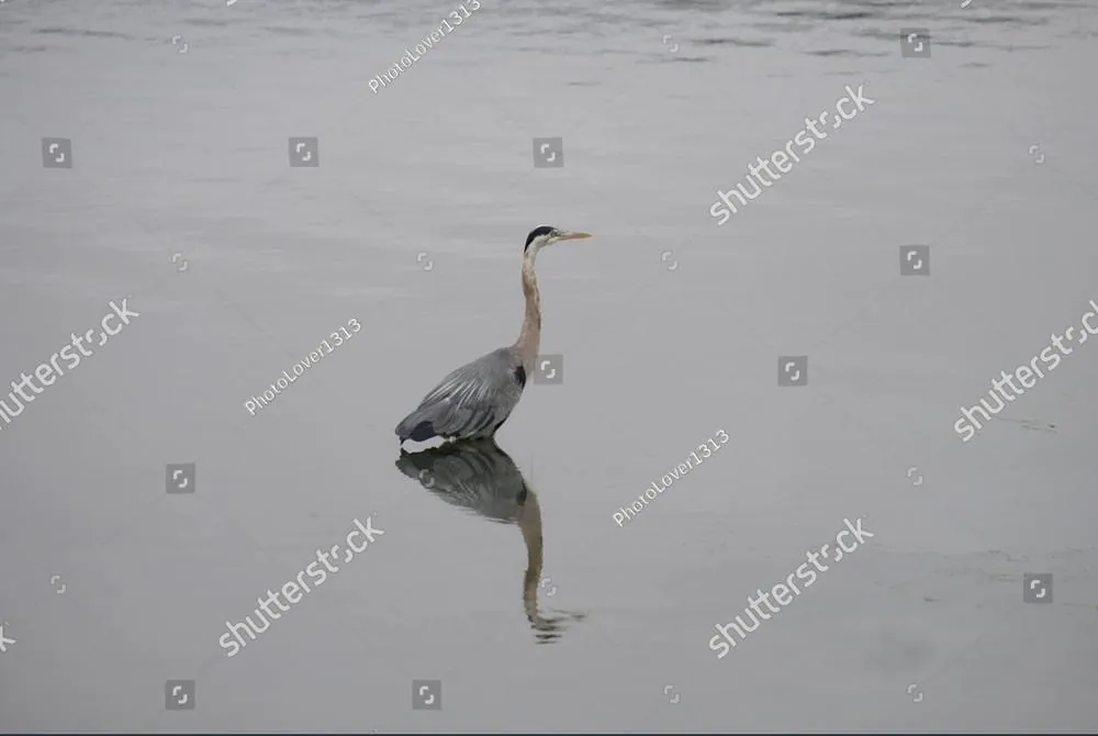 A great blue heron standing still in shallow water, mirrored on the surface