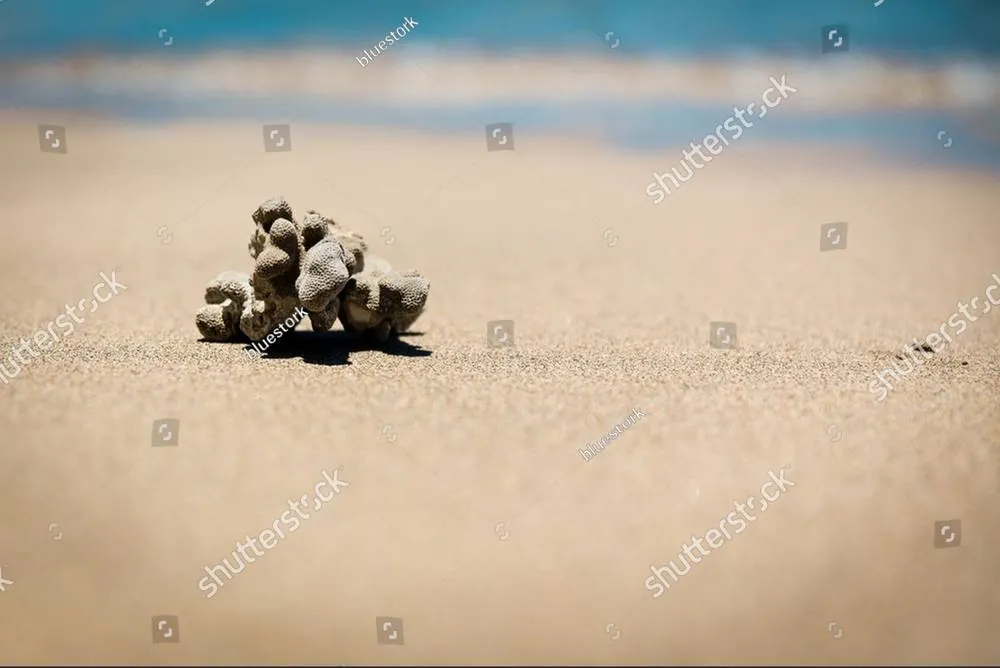 A small cluster of barnacled shells resting together on a windswept beach
