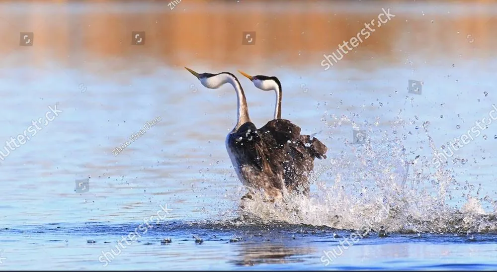 A pair of grebes rising side by side across the water in a courtship dance