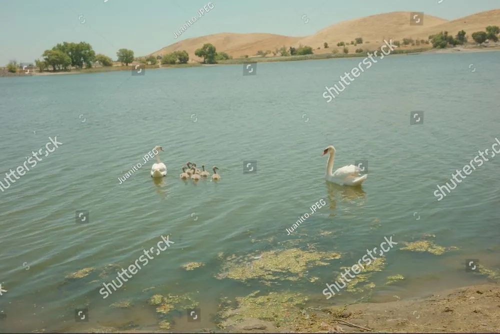 Swans and ducklings drifting on a calm lake below rolling golden hills