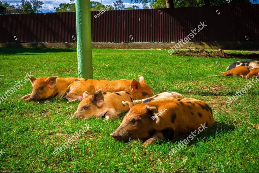 Spotted piglets dozing together on the grass in the shade