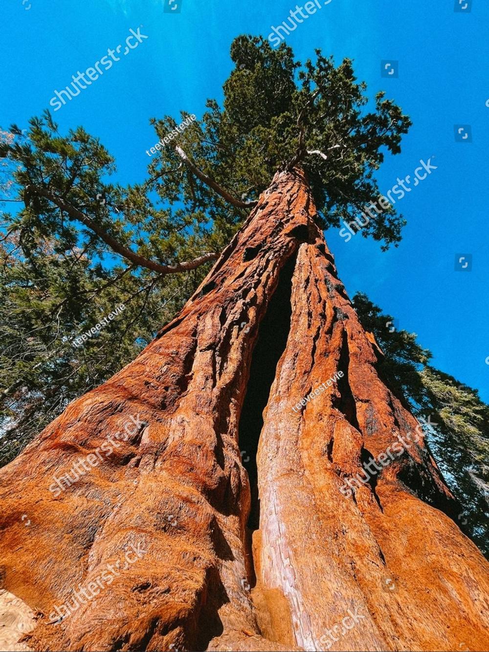 Looking straight up the fluted red trunk of a redwood into its canopy