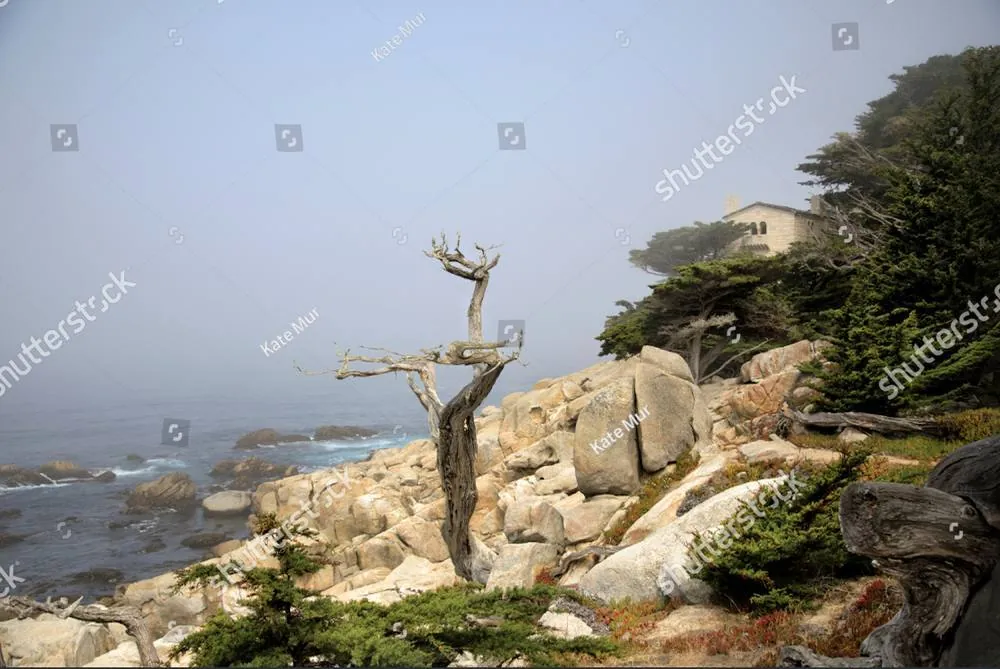 A bare, weathered tree standing among rocks on a fog-covered stretch of coastline