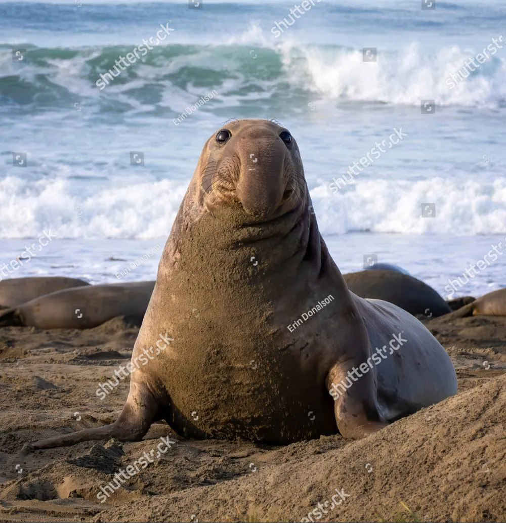 A young elephant seal resting on the sand, looking toward the camera as surf breaks behind it