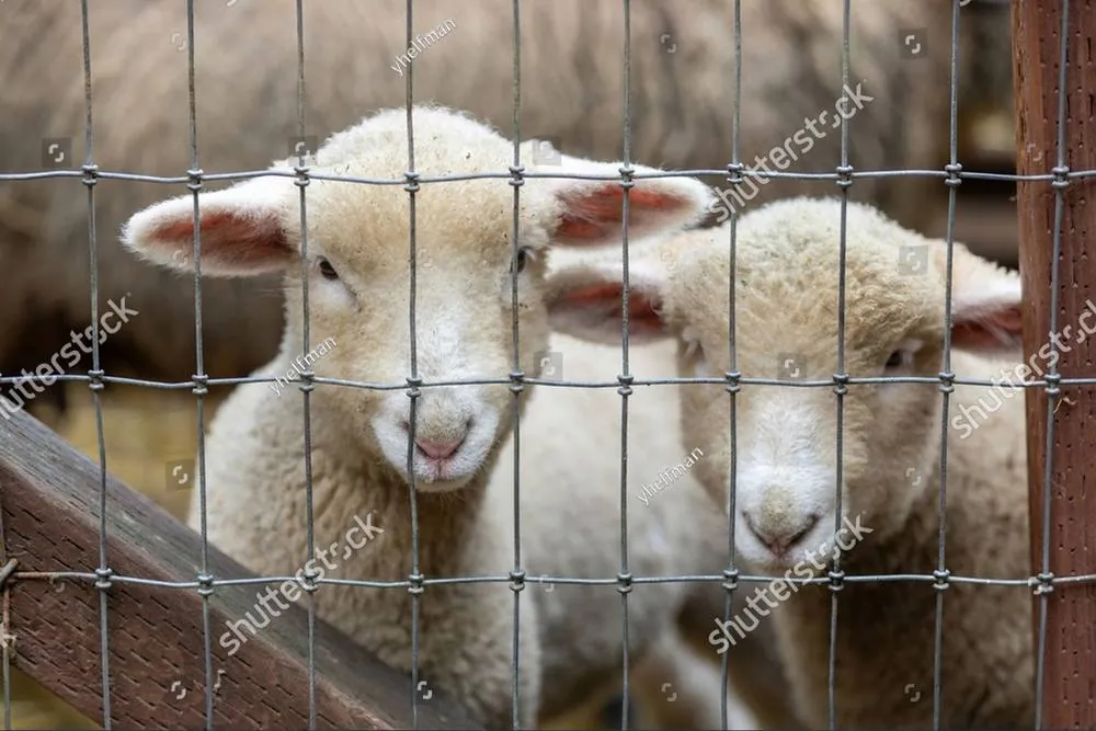 Two lambs standing close together, looking out through a wire fence